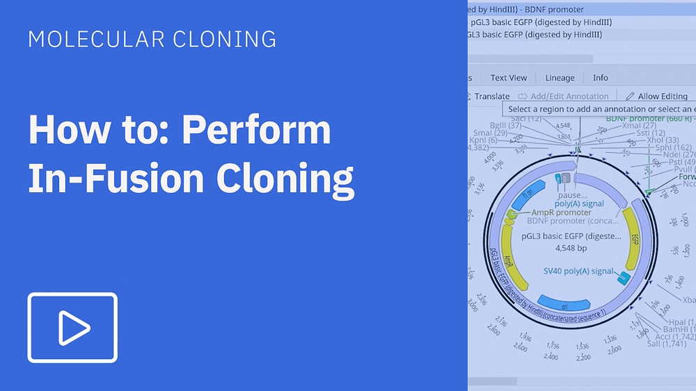 How to perform in-fusion cloning